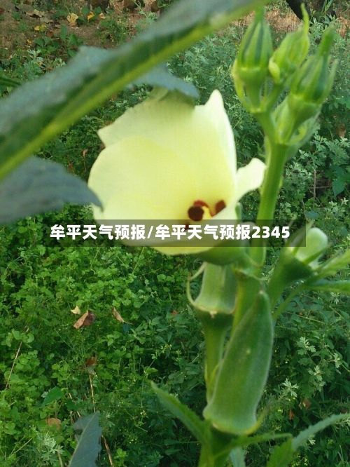 牟平天气预报/牟平天气预报2345-第1张图片