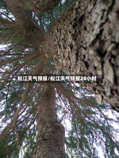 松江天气预报/松江天气预报24小时-第1张图片