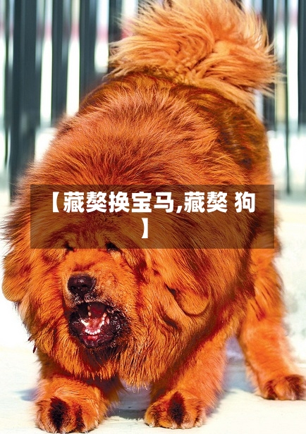 【藏獒换宝马,藏獒 狗】-第1张图片