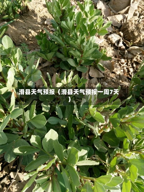 滑县天气预报(滑县天气预报一周7天)-第1张图片
