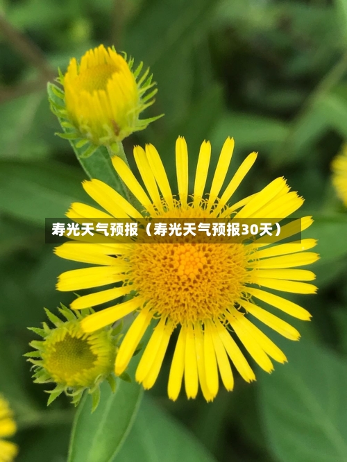 寿光天气预报（寿光天气预报30天）-第1张图片