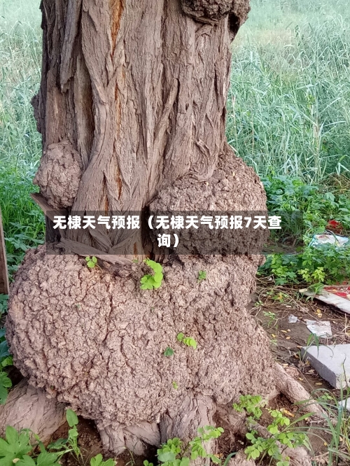 无棣天气预报(无棣天气预报7天查询)-第1张图片