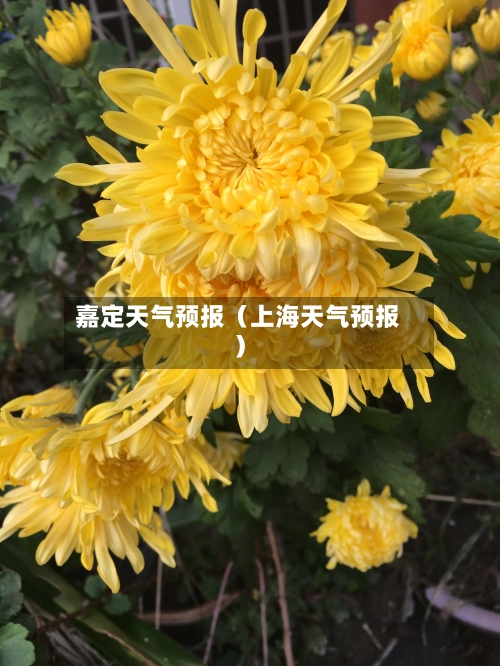 嘉定天气预报（上海天气预报）-第1张图片