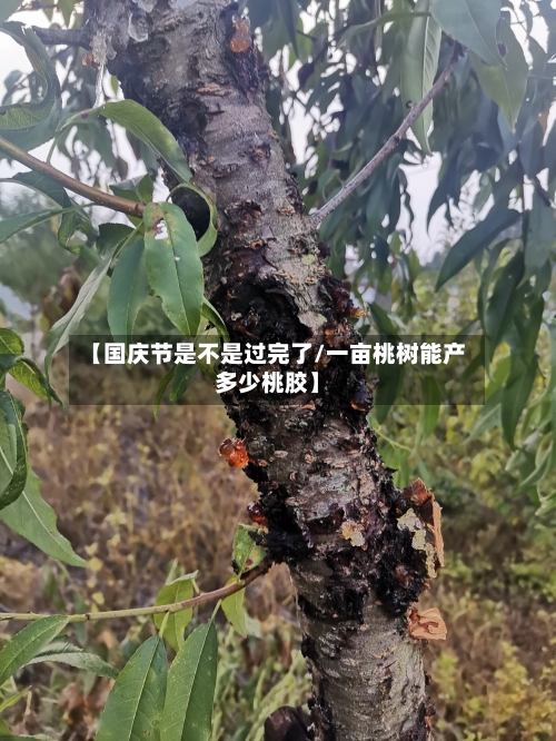 【国庆节是不是过完了/一亩桃树能产多少桃胶】-第1张图片